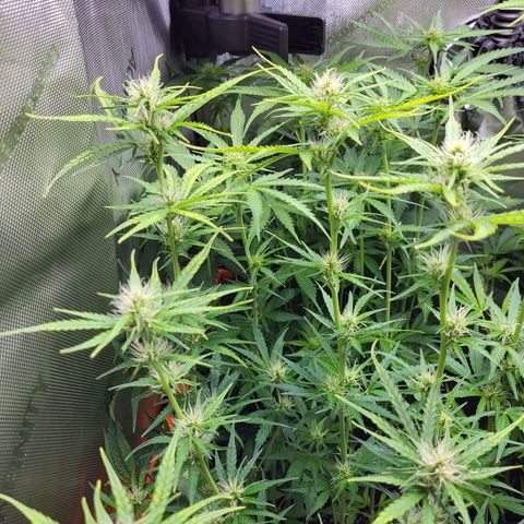 Sweet ZZ Auto growlog timeline photo