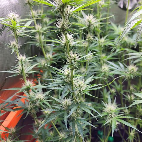 Sweet ZZ Auto growlog timeline photo
