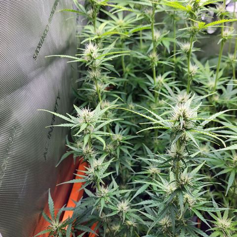 Sweet ZZ Auto growlog timeline photo
