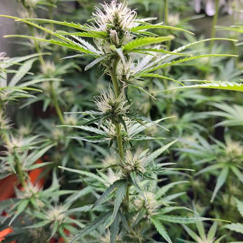 Sweet ZZ Auto growlog timeline photo