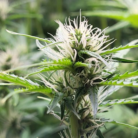Sweet ZZ Auto growlog timeline photo