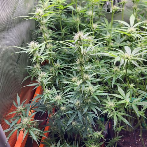 Sweet ZZ Auto growlog timeline photo