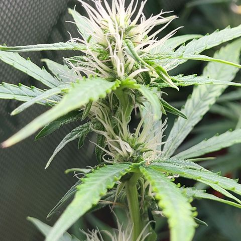 Sweet ZZ Auto growlog timeline photo