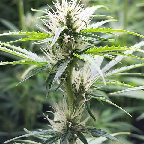 Sweet ZZ Auto growlog timeline photo