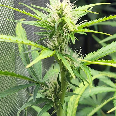 Sweet ZZ Auto growlog timeline photo