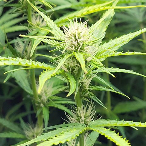 Sweet ZZ Auto growlog timeline photo