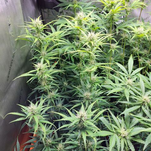 Sweet ZZ Auto growlog timeline photo