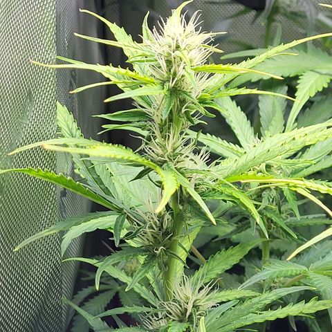 Sweet ZZ Auto growlog timeline photo