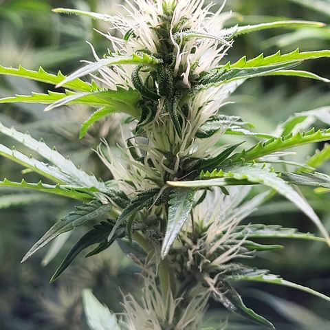 Sweet ZZ Auto growlog timeline photo