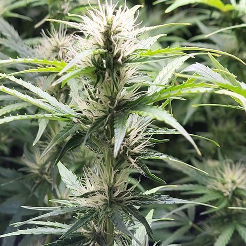 Sweet ZZ Auto growlog timeline photo
