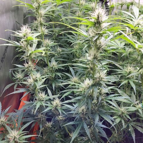 Sweet ZZ Auto growlog timeline photo