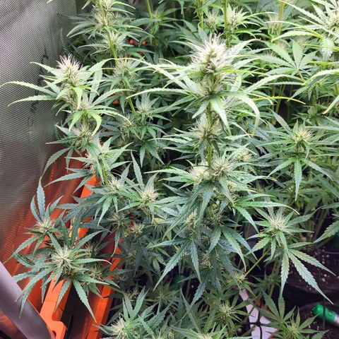 Sweet ZZ Auto growlog timeline photo