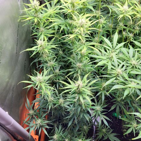 Sweet ZZ Auto growlog timeline photo