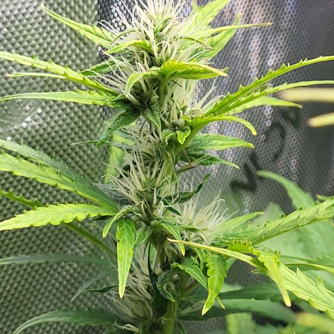 Sweet ZZ Auto growlog timeline photo