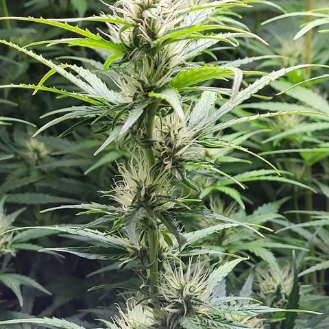 Sweet ZZ Auto growlog timeline photo