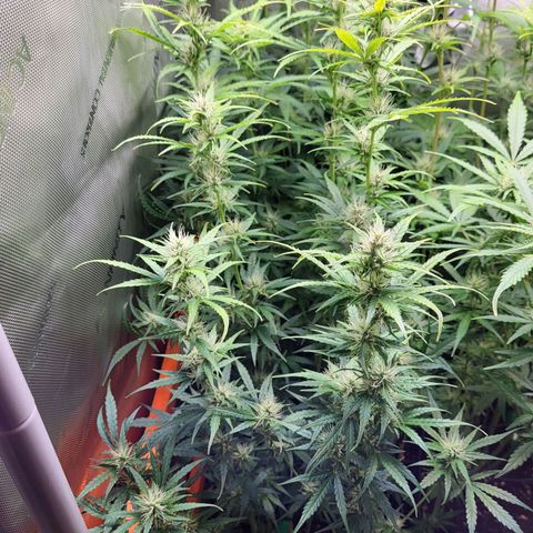 Sweet ZZ Auto growlog timeline photo