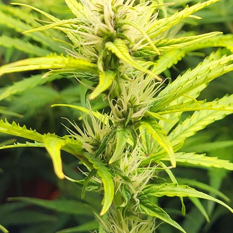 Sweet ZZ Auto growlog timeline photo