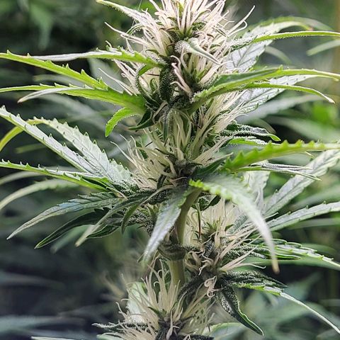 Sweet ZZ Auto growlog timeline photo