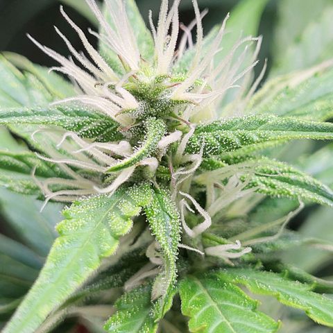 Sweet ZZ Auto growlog timeline photo
