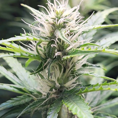 Sweet ZZ Auto growlog timeline photo