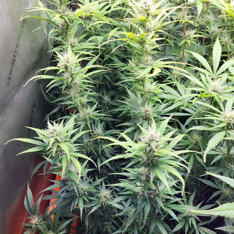 Sweet ZZ Auto growlog timeline photo