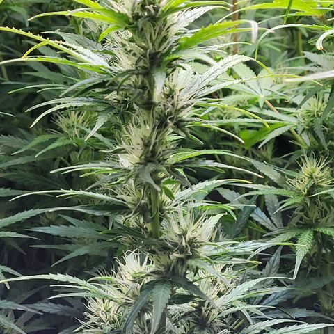 Sweet ZZ Auto growlog timeline photo