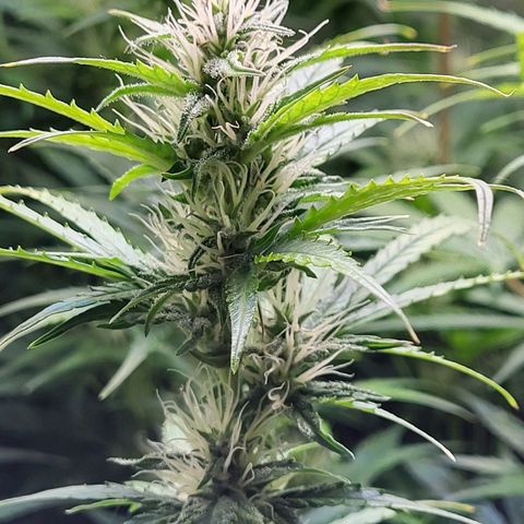 Sweet ZZ Auto growlog timeline photo