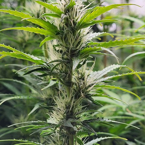 Sweet ZZ Auto growlog timeline photo
