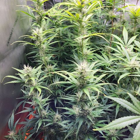 Sweet ZZ Auto growlog timeline photo