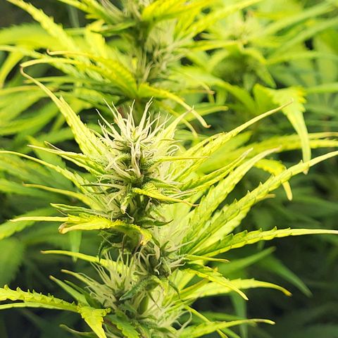Sweet ZZ Auto growlog timeline photo