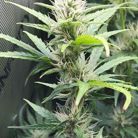 Sweet ZZ Auto growlog timeline photo