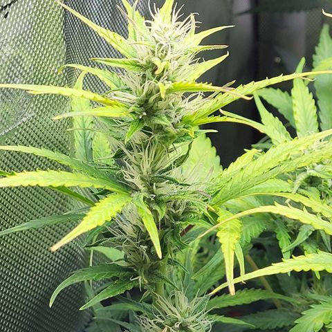 Sweet ZZ Auto growlog timeline photo