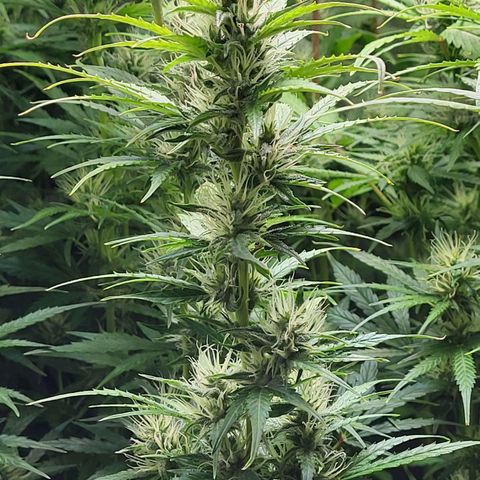 Sweet ZZ Auto growlog timeline photo