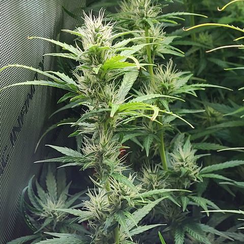 Sweet ZZ Auto growlog timeline photo