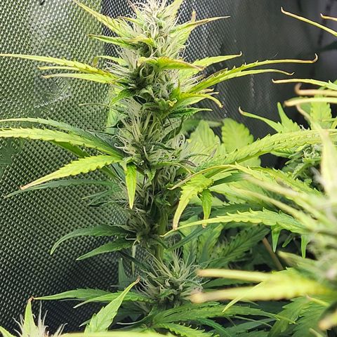 Sweet ZZ Auto growlog timeline photo