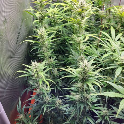 Sweet ZZ Auto growlog timeline photo