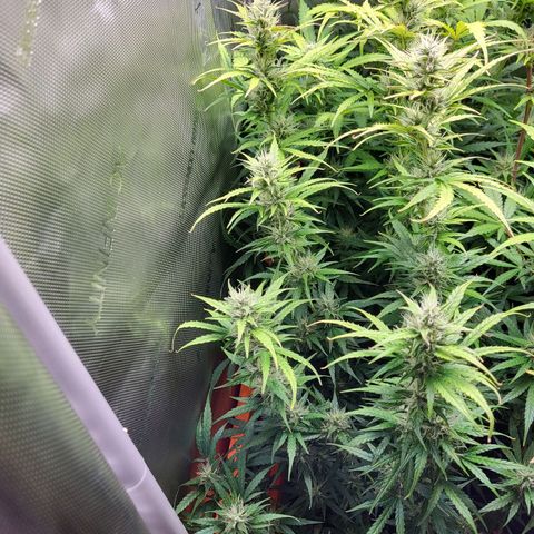 Sweet ZZ Auto growlog timeline photo