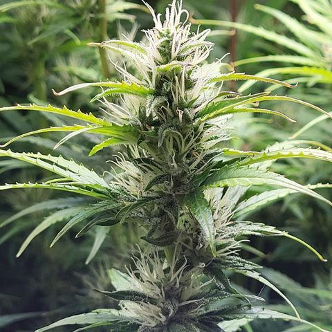 Sweet ZZ Auto growlog timeline photo