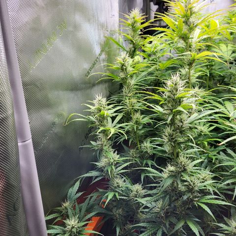 Sweet ZZ Auto growlog timeline photo