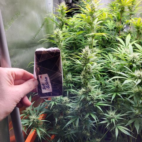 Sweet ZZ Auto growlog timeline photo