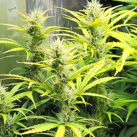 Sweet ZZ Auto growlog timeline photo