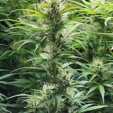 Sweet ZZ Auto growlog timeline photo