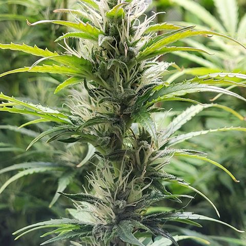 Sweet ZZ Auto growlog timeline photo