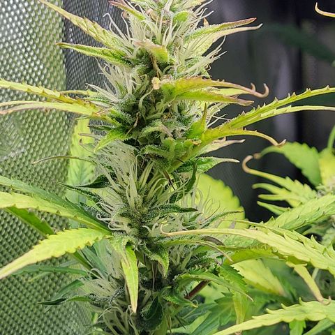 Sweet ZZ Auto growlog timeline photo