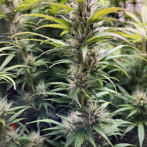 Sweet ZZ Auto growlog timeline photo