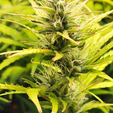 Sweet ZZ Auto growlog timeline photo