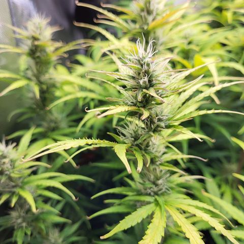 Sweet ZZ Auto growlog timeline photo