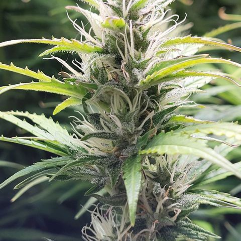 Sweet ZZ Auto growlog timeline photo