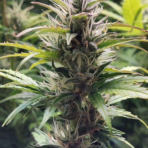 Sweet ZZ Auto growlog timeline photo