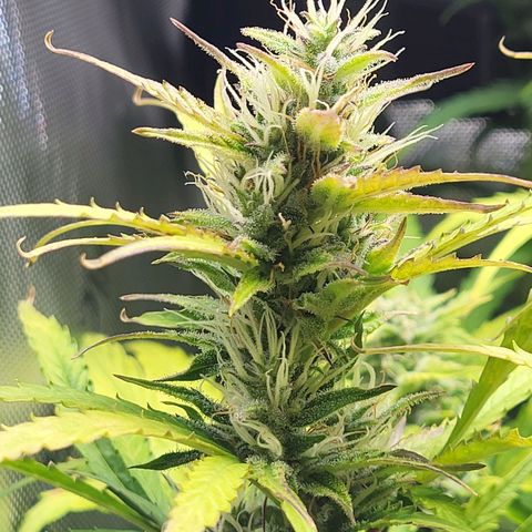 Sweet ZZ Auto growlog timeline photo